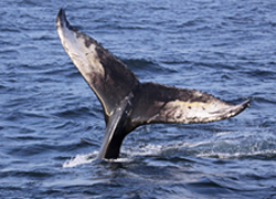 ۥơ Whale tail